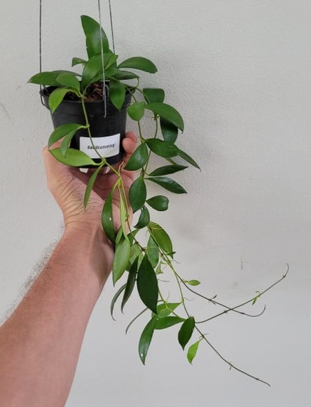 Hoya davidcummingii large plant