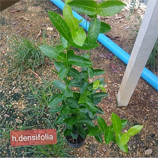Hoya densifolia large plant