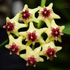 Buy Hoya densifolia dark form online