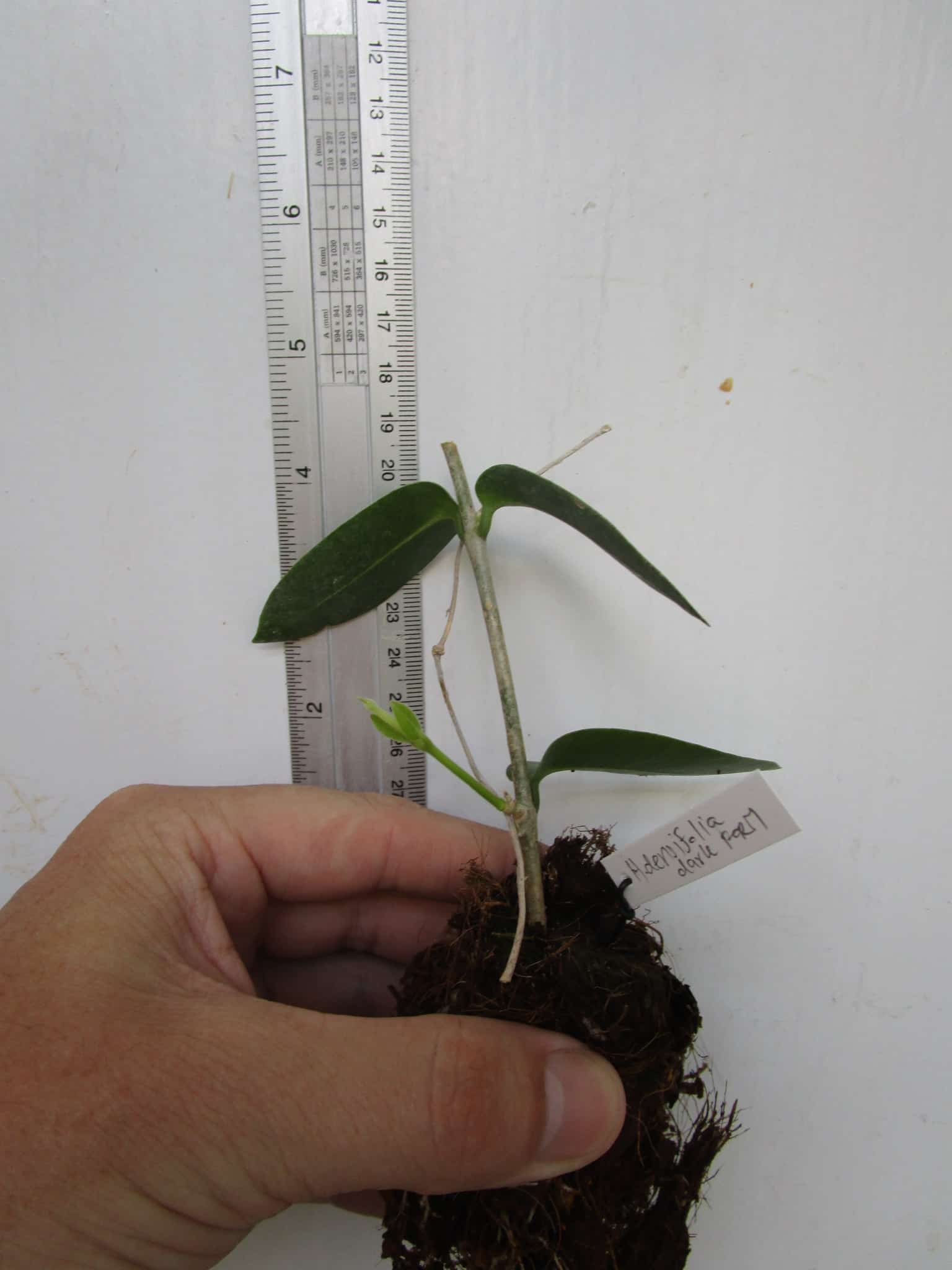 Hoya densifolia dark form rooted cutting