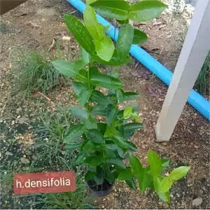 Hoya densifolia for sale