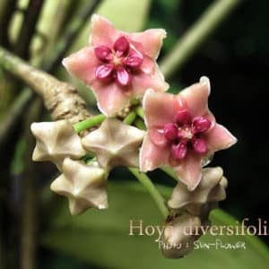 Hoya diversifolia flowers