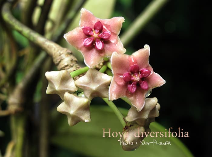 Hoya diversifolia flowers