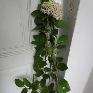Hoya elliptica large plant for sale