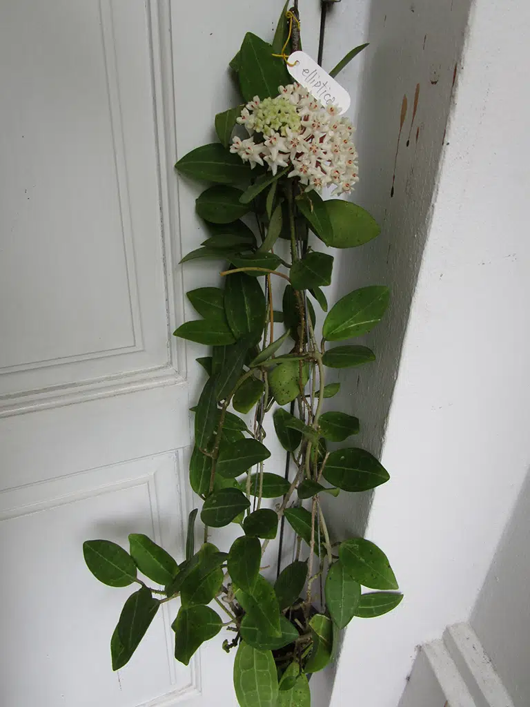 Hoya elliptica large plant for sale