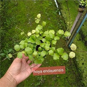 Hoya endauensis large plant for sale