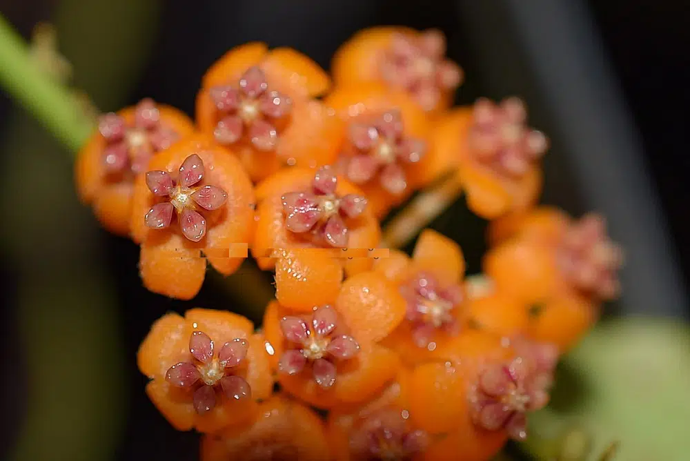 Hoya endauensis flowering