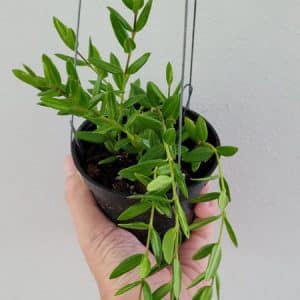 Hoya engleriana large plant for sale
