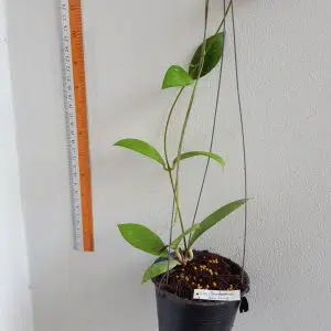 Hoya erythrostemma 'Banglane'
