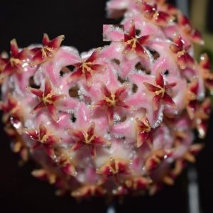 Hoya erythrostemma 'Choking Pink' IML 1423
