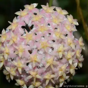 Hoya erythrostemma 'Pink'
