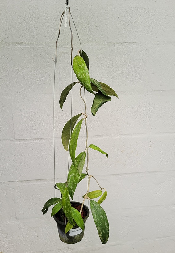 Hoya finlaysonii 'Dark flower' large plant