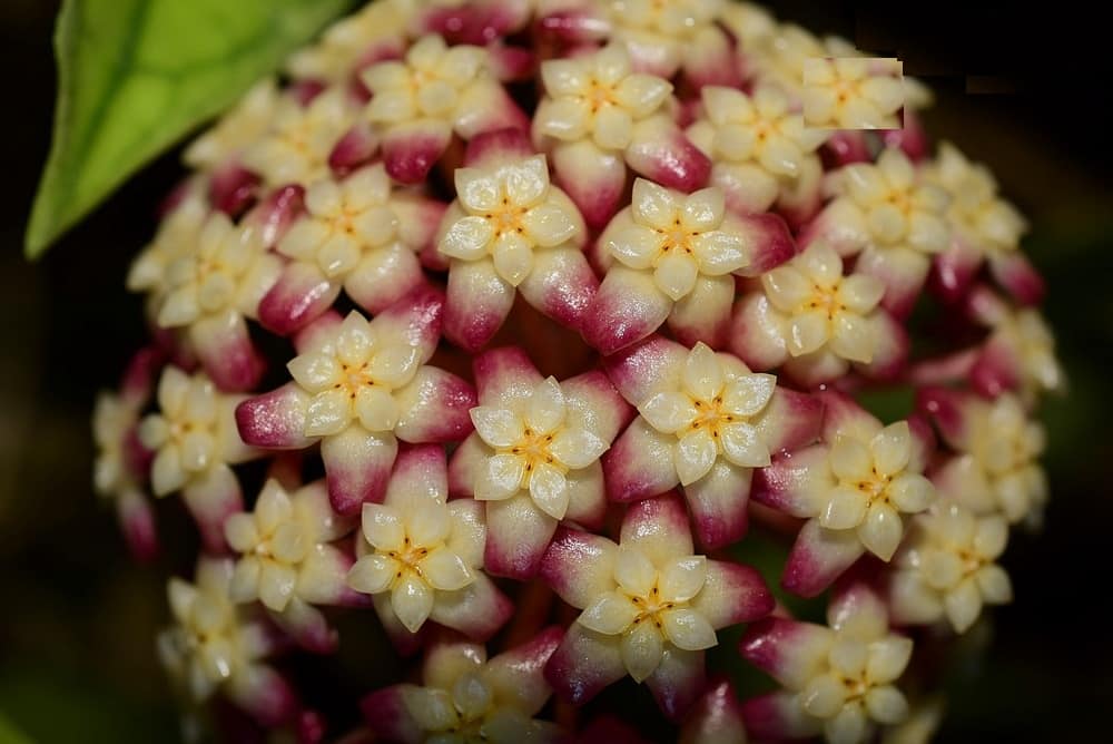 Hoya finlaysonii 'Dark flower'