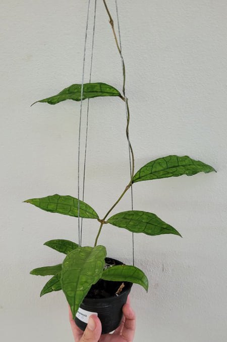 Hoya finlaysonii large plant for sale