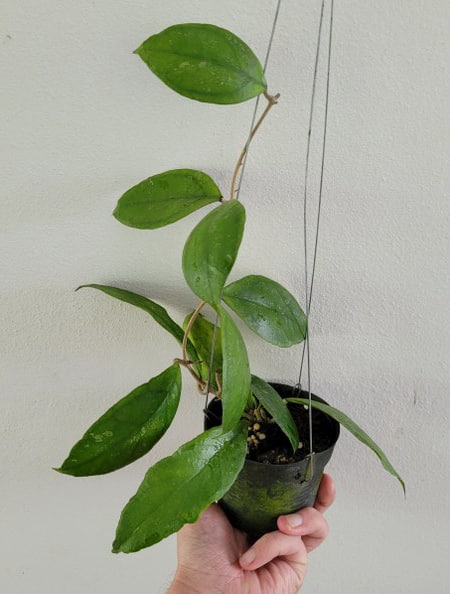 Hoya finlaysonii 'Nova' large plant