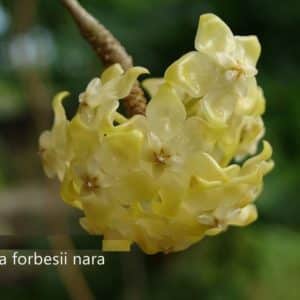 Hoya forbesii 'Nara'