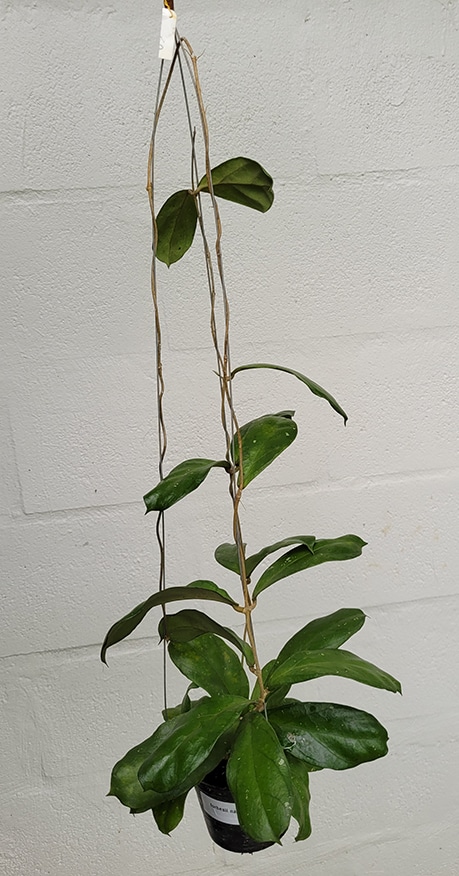 Hoya forbesii large plant