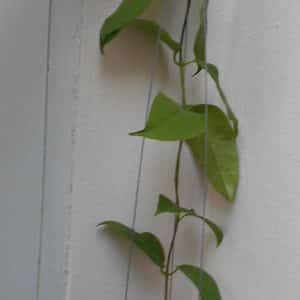 Hoya fraterna large plant