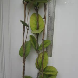 Hoya fungii large plant
