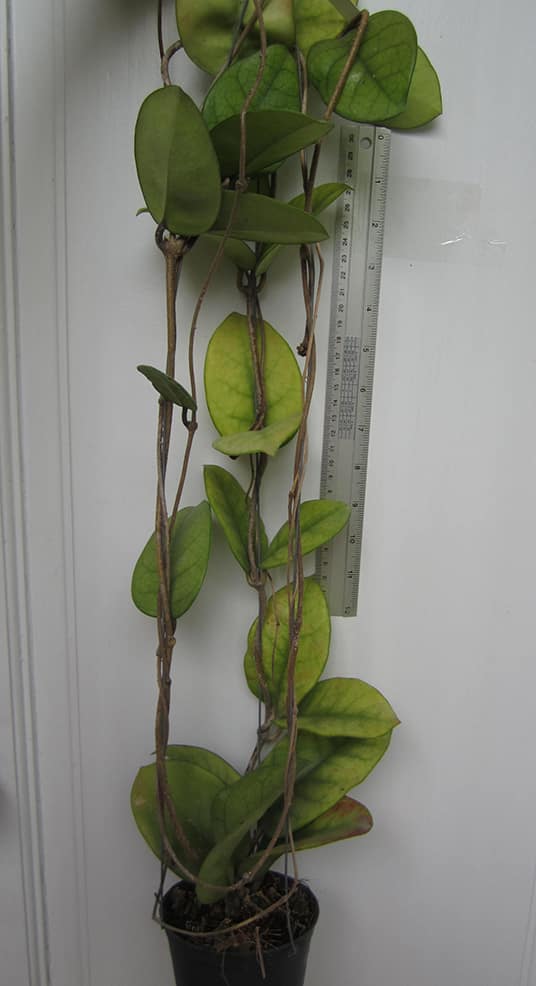 Hoya fungii large plant