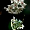 Buy Hoya graveolens online