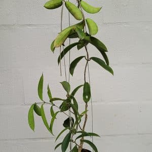 Hoya graveolens large plant