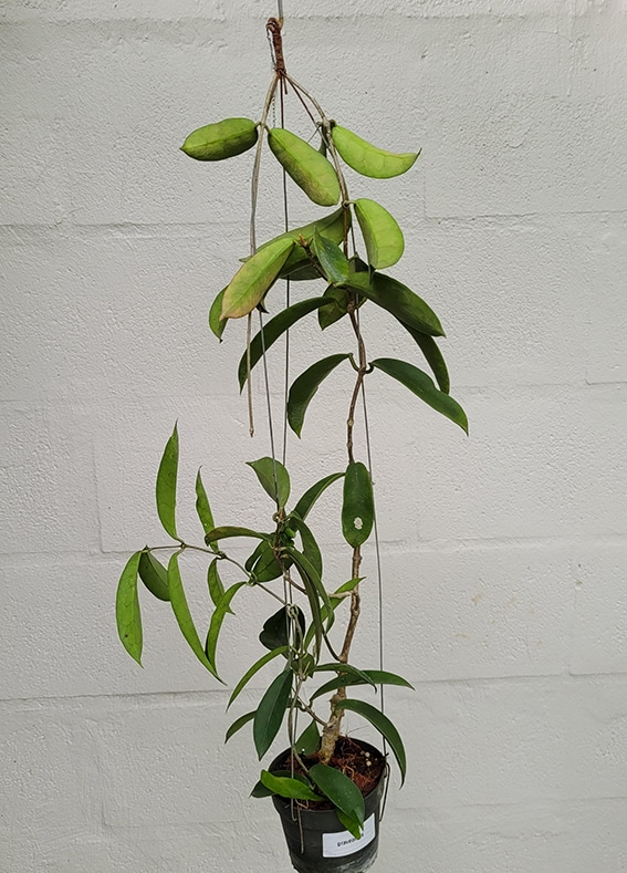 Hoya graveolens large plant