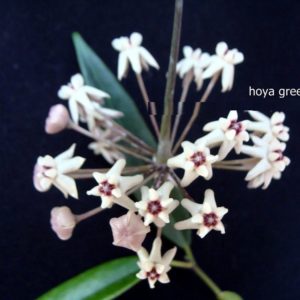 Hoya greenii