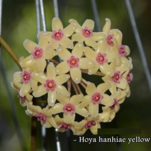 Hoya hanhiae yellow