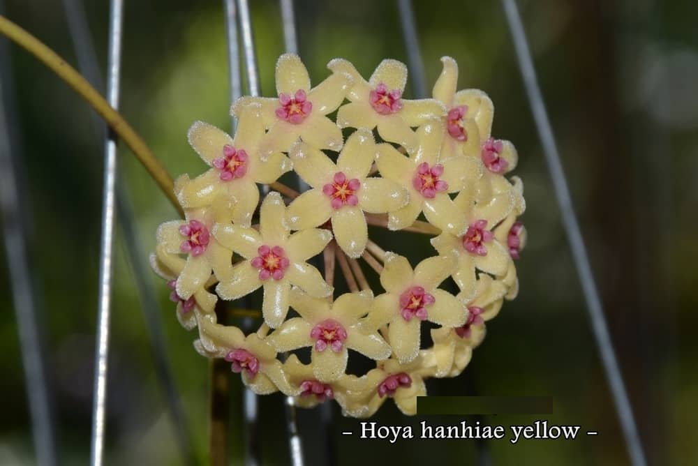 Hoya hanhiae yellow