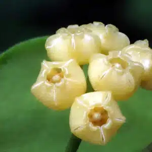 Hoya heuschkeliana yellow