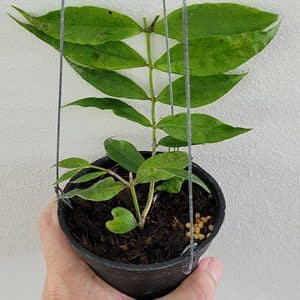 Hoya ignorata large plant