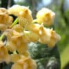 Hoya imbricata flowers