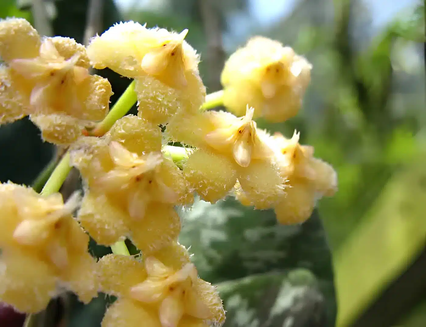 Hoya imbricata flowers