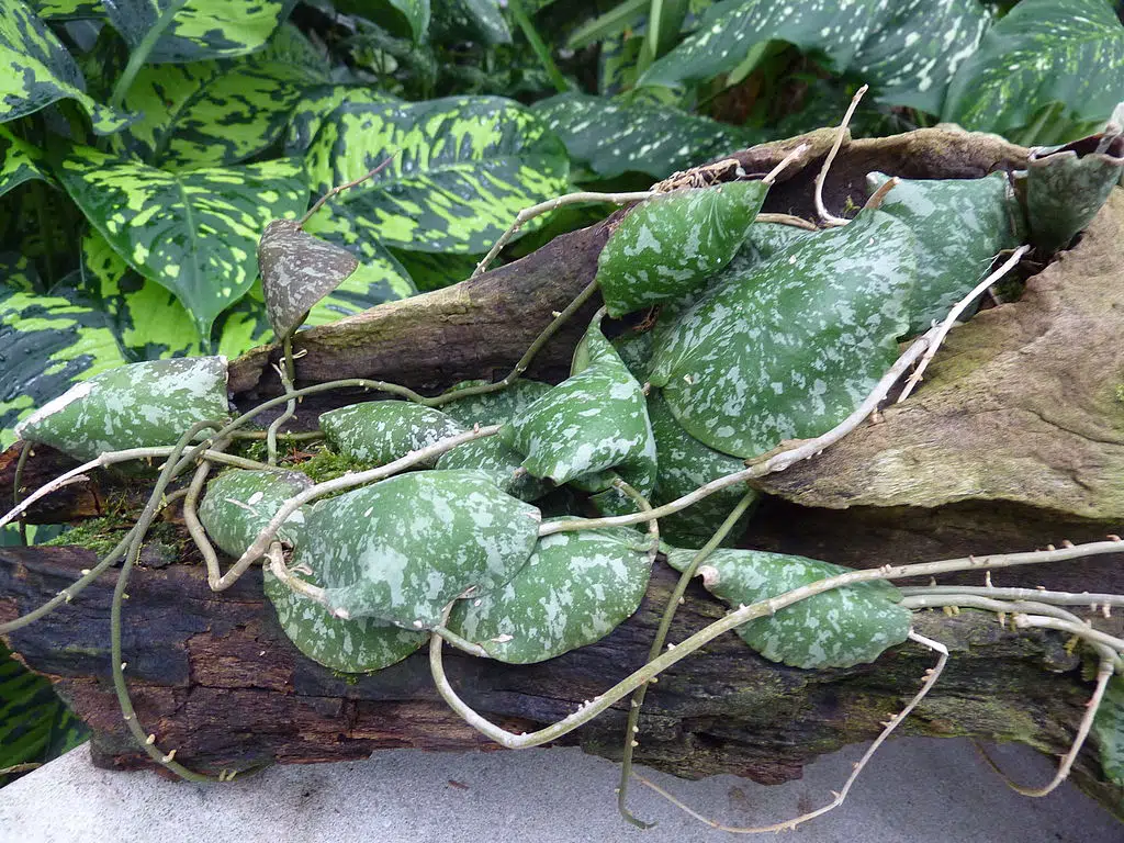 Hoya imbricata foliage