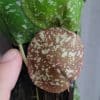 Hoya imbricata large plant for sale