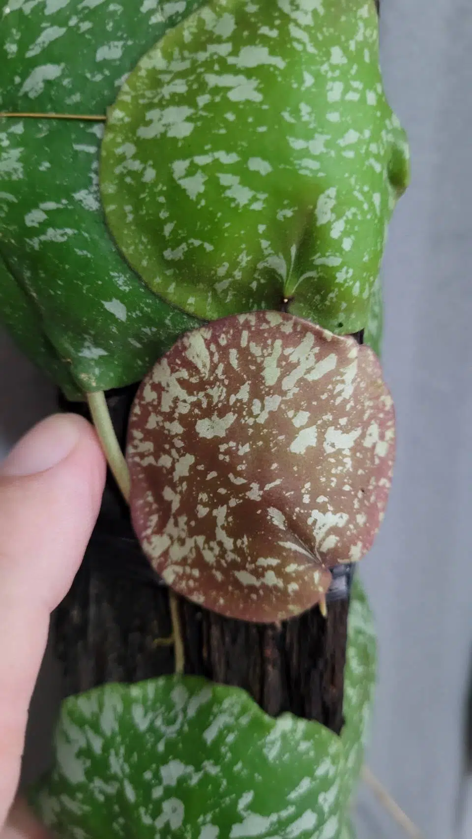 Hoya imbricata large plant for sale