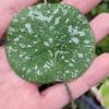 Hoya imbricata leaf