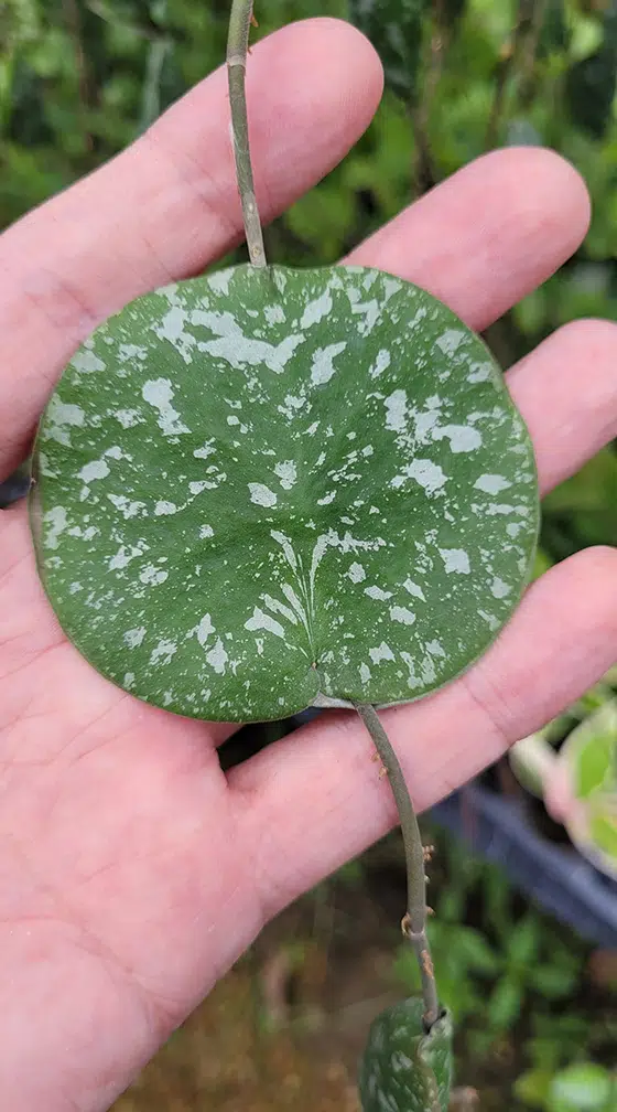 Hoya imbricata leaf