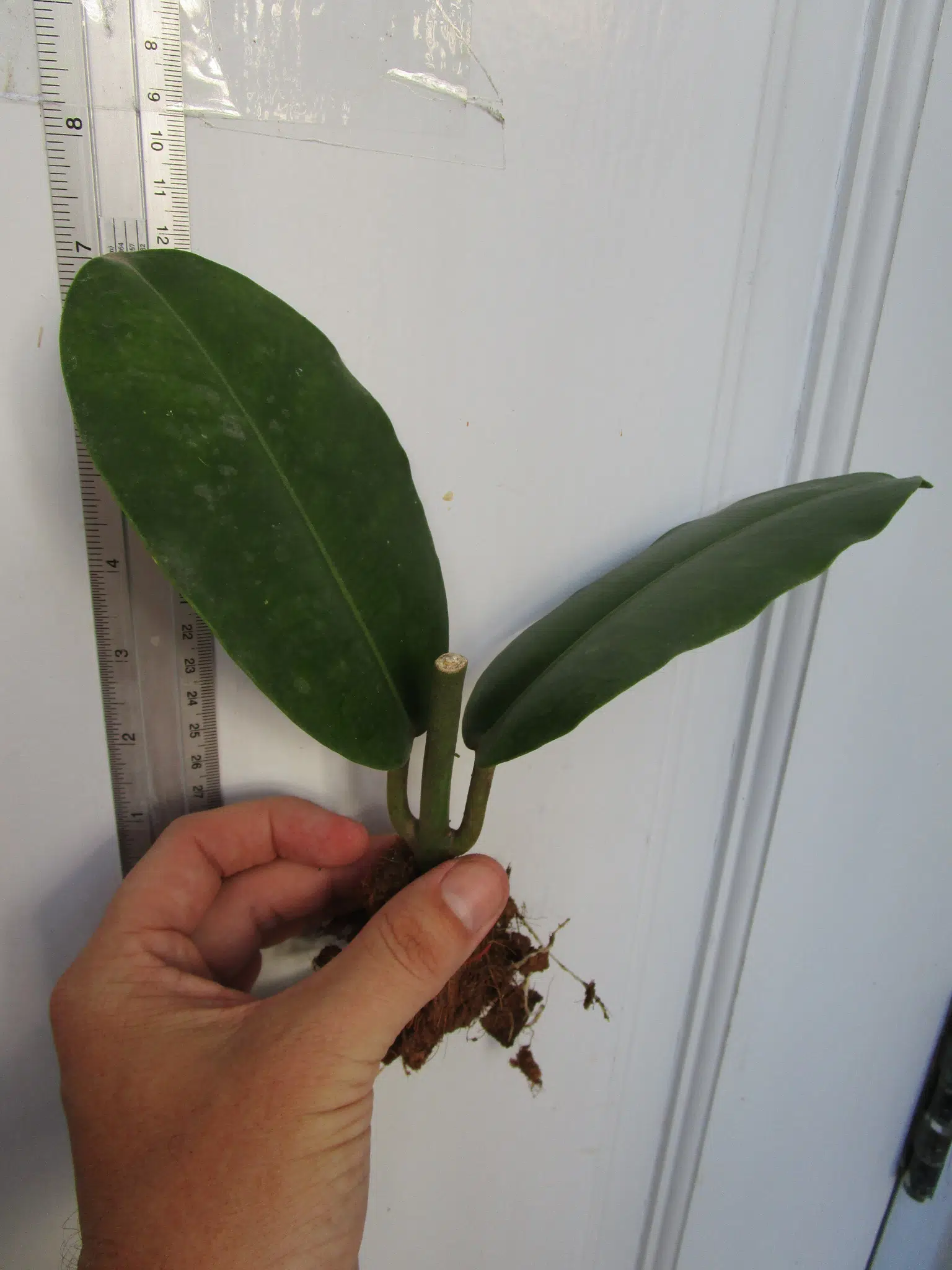 Hoya imperialis rooted cuttings for sale