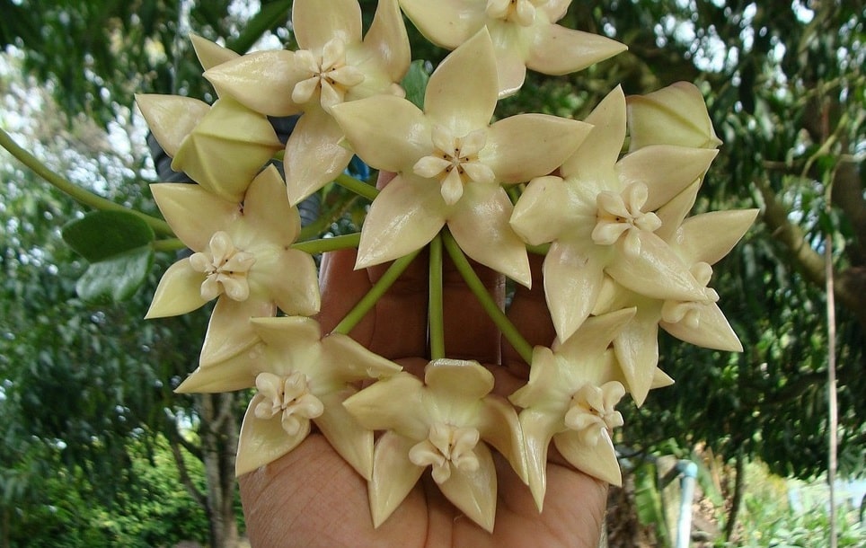 Hoya imperialis 'Palawan'