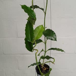 Hoya imperialis 'Palawan' large plant for sale