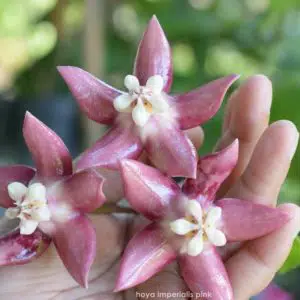 Hoya imperialis pink