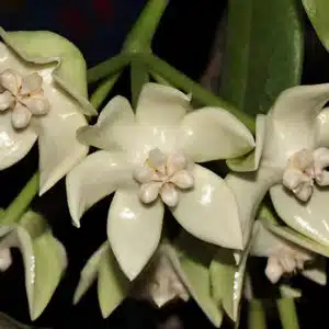 Buy Hoya imperialis white flowers online