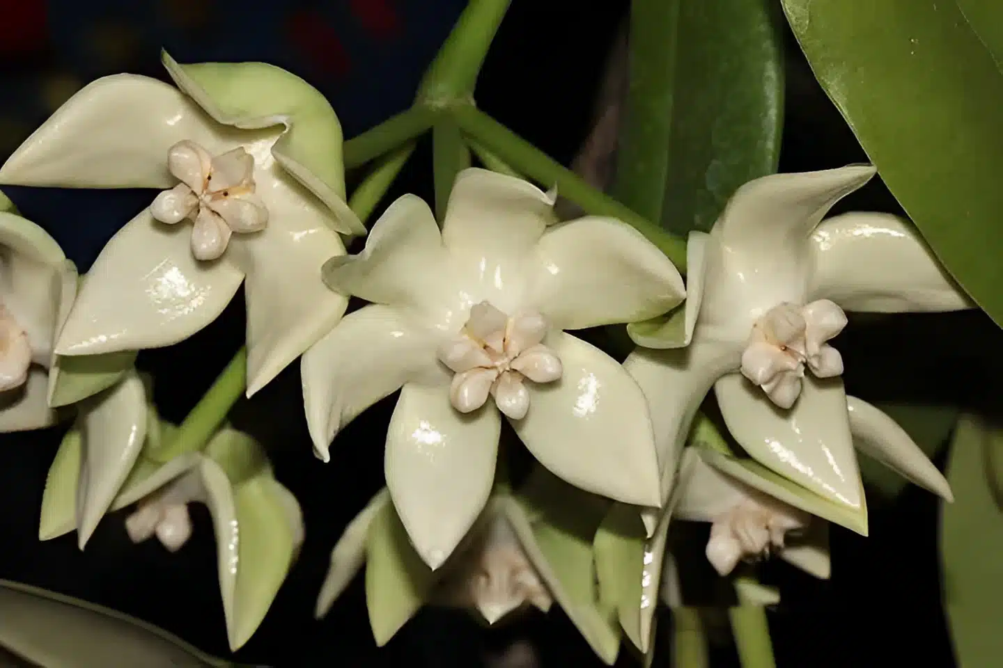 Buy Hoya imperialis white flowers online