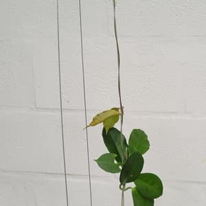 Hoya ischnopus large plant
