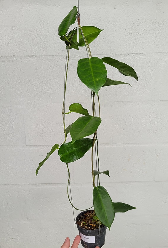 Hoya sp. 'Kaimuki' large plant