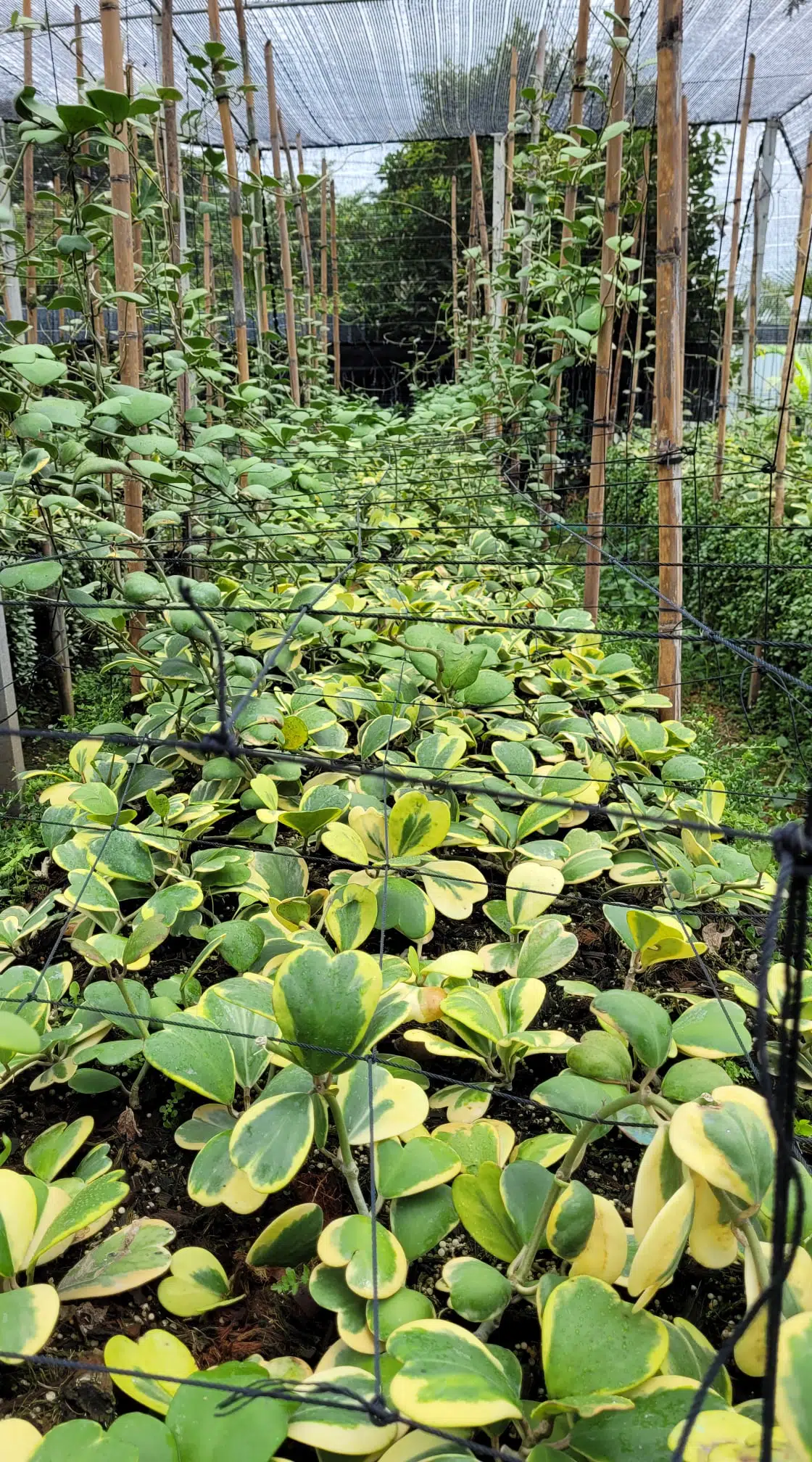 Hoya kerrii albomarginata outer variegation rooted cuttings