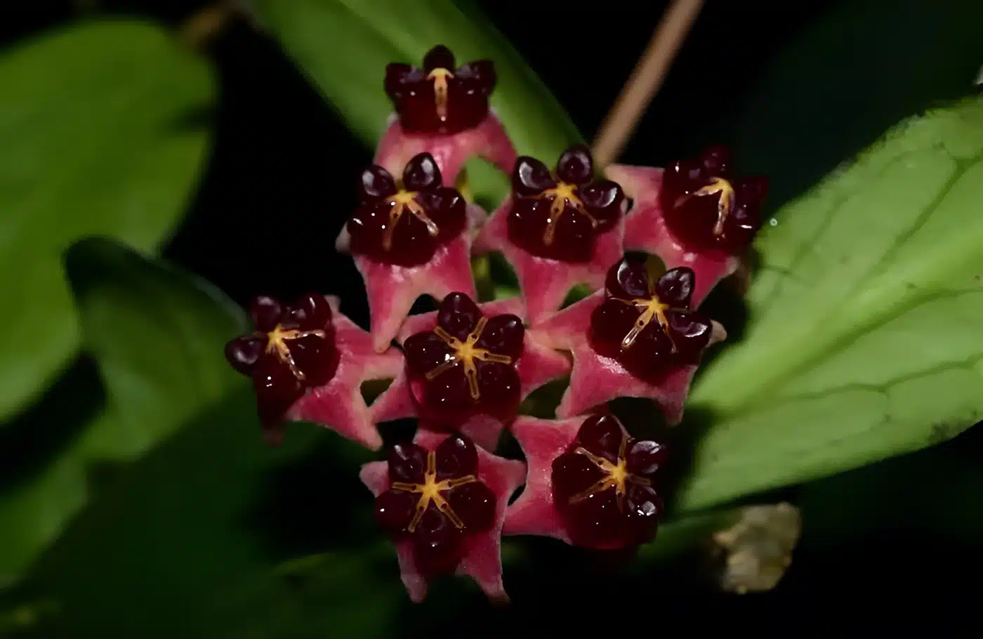 Hoya lobbii 'Red flowers'