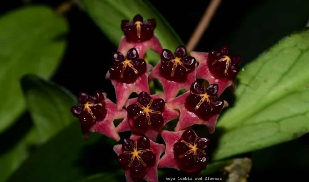 Hoya lobbii 'Red flowers'